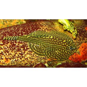 Sewellia lineolata - Gr�n finnesuger.