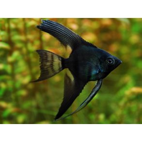 Pterophyllum scalare Sort