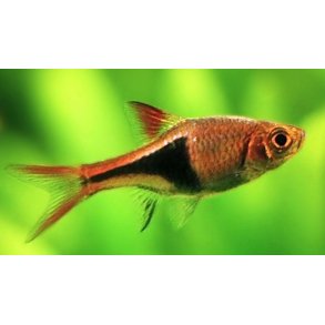 Trigonostigma heteromorpha - Kileplet barbe