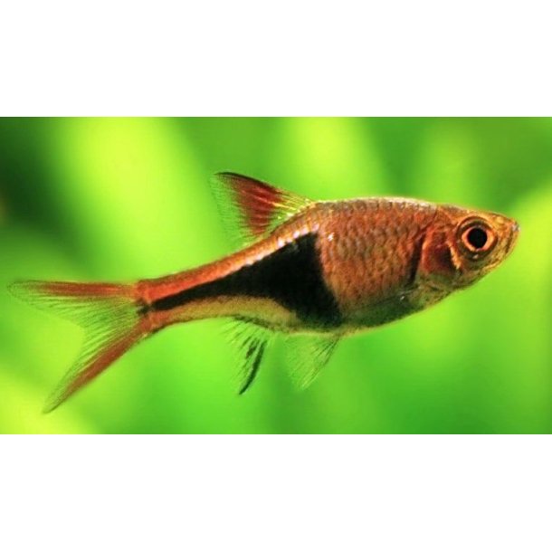 Trigonostigma heteromorpha - Kileplet barbe