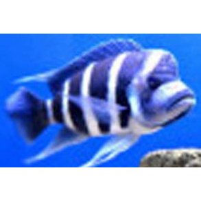 Tanganyika Cichlider