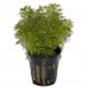 Tropica planter i potter