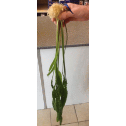 Cryptocoryne aponogetifolia