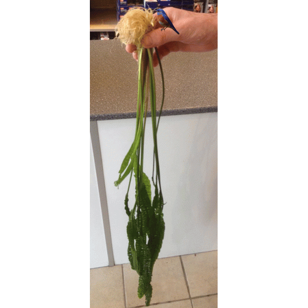 Cryptocoryne aponogetifolia