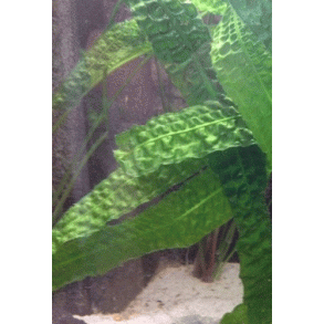 Cryptocoryne aponogetifolia