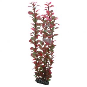 Ludwigia 25 cm