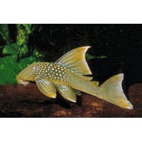 L200A Hi Fin Baryancistrus demantoides. XL.