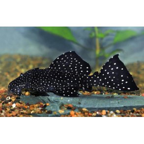 L240 - Leporacanthicus cf. galaxias.