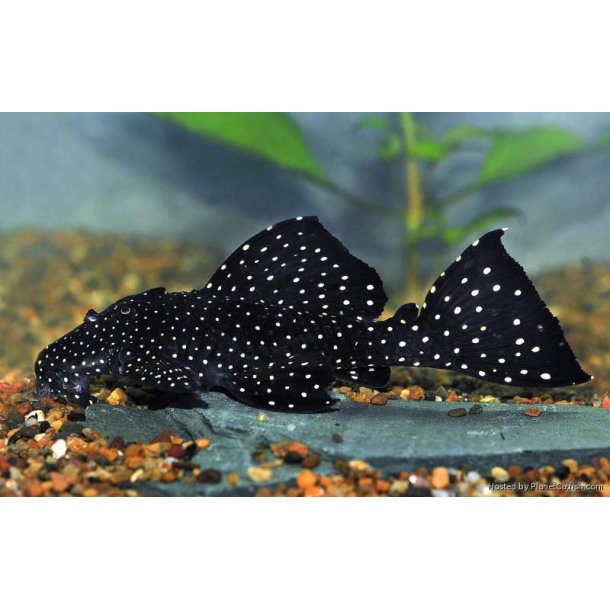 L240 - Leporacanthicus cf. galaxias.