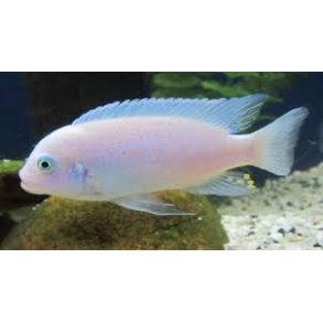 Metriaclima callainos pearl 4-5 cm.