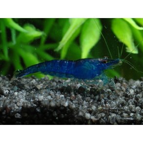 Neocaridina davidi - Bl� reje