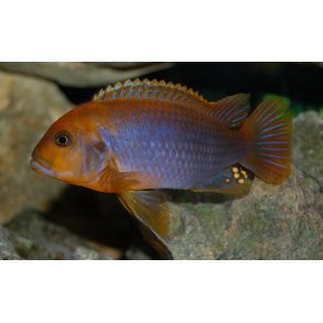 Iodotropheus sprengerae.