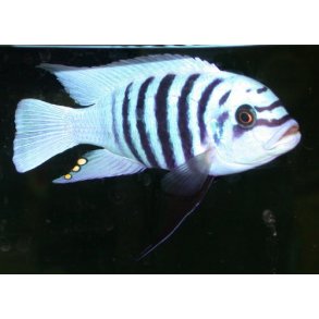 Metriaclima zebra Maisoni reef