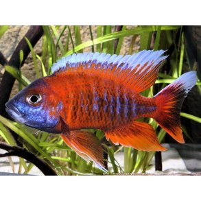 Aulonocare jacobfreibergi Eureka. Parpris