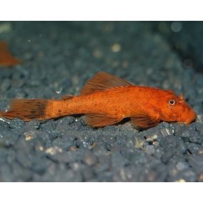 Ancistrus sp. Rd Han