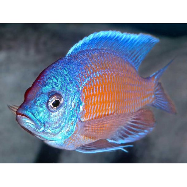 Copadichromis borleyi. Kadango