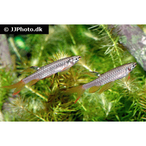 Copella arnoldi. Sprjte karpelaks