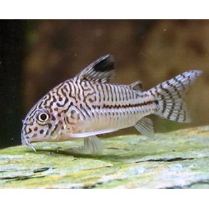 Hoplisoma (Corydoras) julii