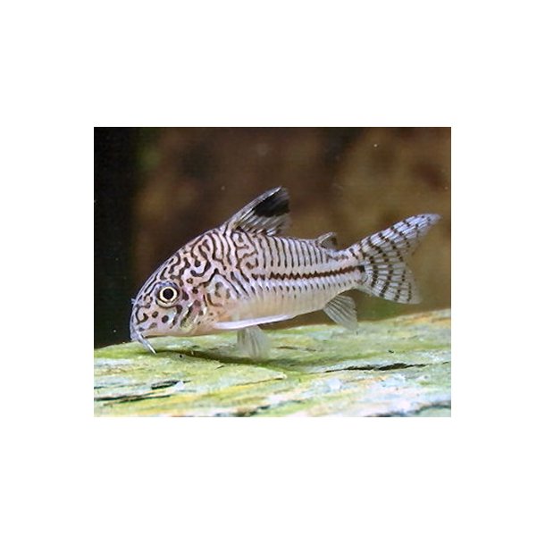 Hoplisoma (Corydoras) julii