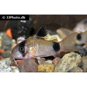 Corydoras panda