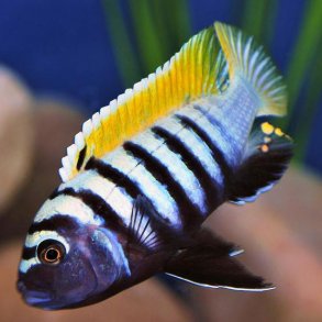 Cynotilapia zebroides jalo reef