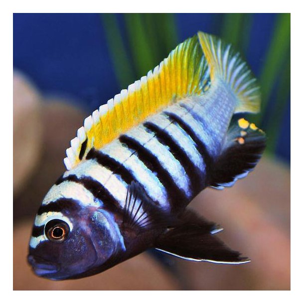 Cynotilapia zebroides jalo reef