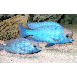 Cyrtocare moorii Bl delfin.