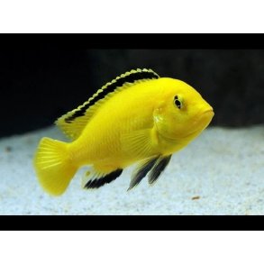 Labidochromis caeruleus golden 4-5 cm.