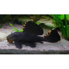 L091-Leporacanthicus triactis