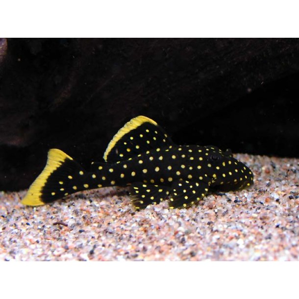 L177 - Baryancistrus xanthellus  Golden nugget