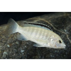 Labidochromis caeruleus white 5-6 cm.