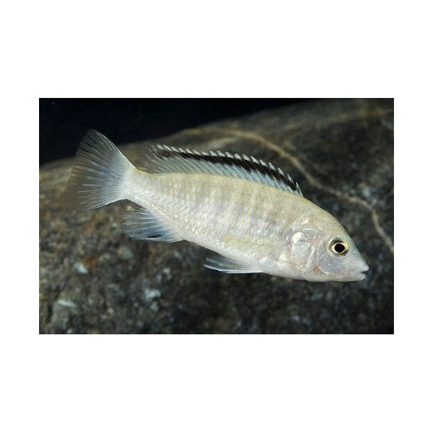 Labidochromis caeruleus white 5-6 cm.