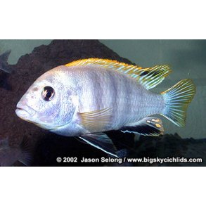 Labidochromis sp. pearlmutt 4-5 cm.