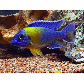 Aulonocare stuartgranti maulana Parpris