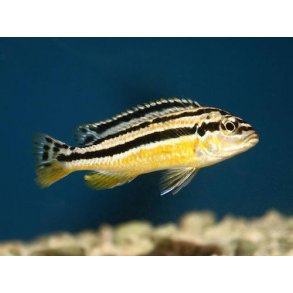 Melanochromis auratus 4-6 cm.