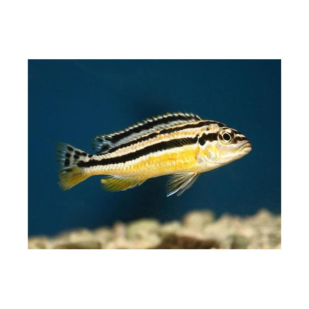 Melanochromis auratus 4-6 cm.