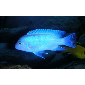 Metriaclima callainos bright blue 5-7 cm.
