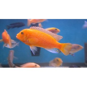 Metriaclima estherae - Rd Zebra 5-6 cm.