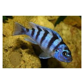 Metriaclima lombardoi