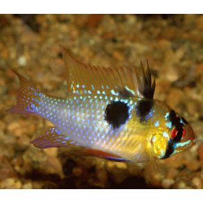 Mikrogeophagus ramirezi Sommerfugle cichlide (German blue) par