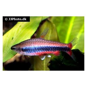 Nannostomus beckfordi 