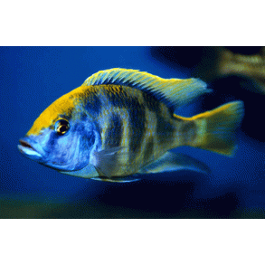 Nimbochromis venustus 5-6 cm