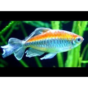 Phenacogrammus interruptus - Congo tetra