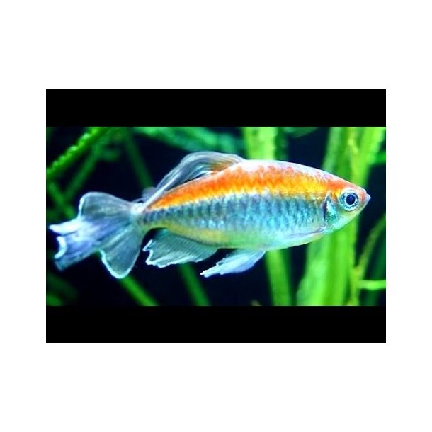 Phenacogrammus interruptus - Congo tetra