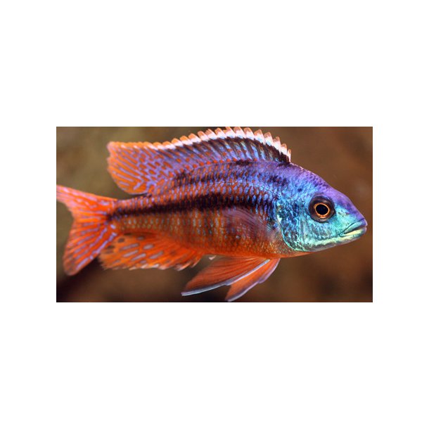 Protomelas taeniolatus "Red empress"  Parpris.