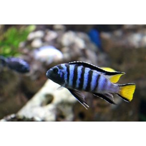 Pseudotropheus sp. elongatus Mphanga
