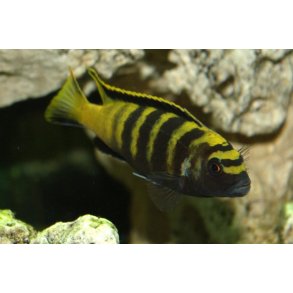 Pseudotropheus flavus