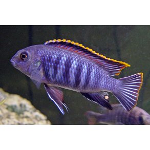 Tropheops sp. chilumba mpanga rocks pr. par