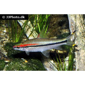 Sahyadria denisonii - Torpedo barbe