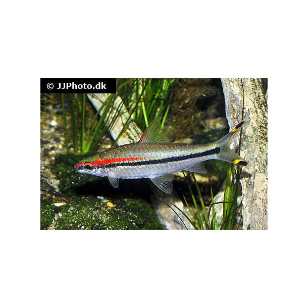 Sahyadria denisonii - Torpedo barbe